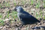 PICTURES/Scotland  Critters/t_Western jackdaw (2).JPG